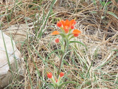 Castilleja rigida