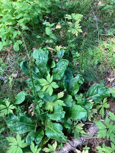 Wulfenia carinthiaca, photograph 2