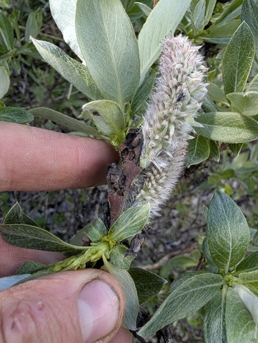 Salix alaxensis, photograph 6