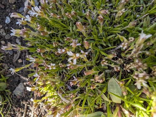 Cherleria biflora, photograph 6