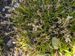 Cherleria biflora, photograph (c) Trevor Van Loon, some rights reserved (CC BY)