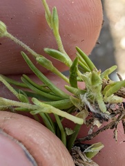 (c) Trevor Van Loon, some rights reserved (CC BY) Cherleria biflora, photograph (c) Trevor Van Loon, some rights reserved (CC BY)