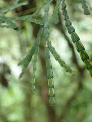 Calocedrus formosana