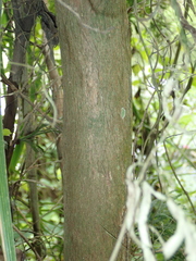 Calocedrus formosana