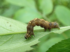 Thysanoplusia reticulata