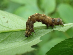 Thysanoplusia reticulata