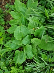 Hosta ventricosa
