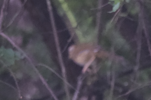 Barred Laughingthrush