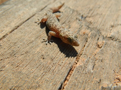 Phyllodactylus bordai