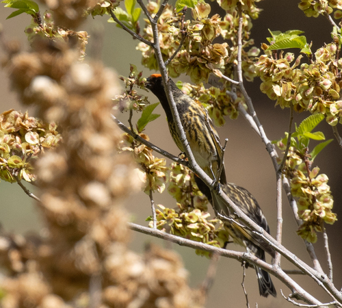 Red-fronted Serin (Serinus pusillus), photo 5