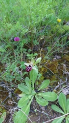 Ophrys sphegodes atrata