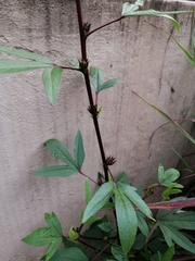 Hibiscus sabdariffa