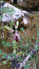 Ophrys lunulata