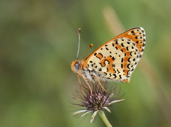 Melitaea didyma