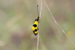 Libelloides macaronius