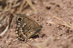 Satyrus amasinus