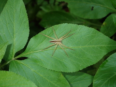 Dolomedes sulfureus