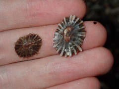 Siphonaria denticulata