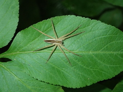 Dolomedes sulfureus