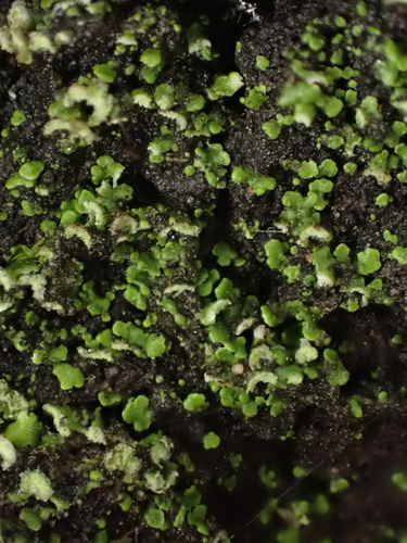 iNaturalist observation photo of Waynea californica