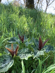 Trillium kurabayashii