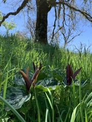 Trillium kurabayashii