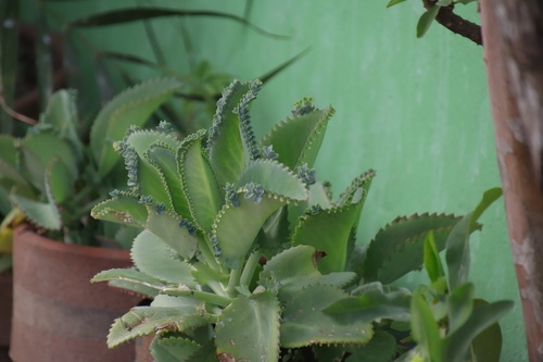 Kalanchoe laetivirens