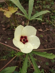 Abelmoschus esculentus