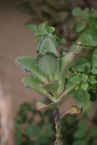 Kalanchoe laetivirens