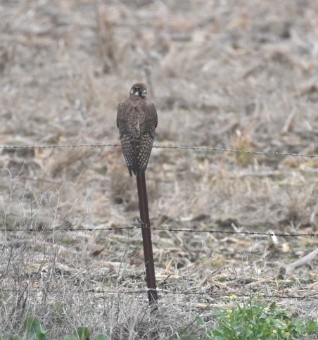 Brown Falcon