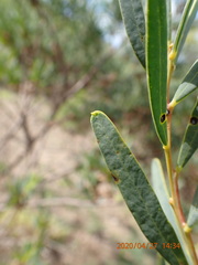 Acacia uncifolia