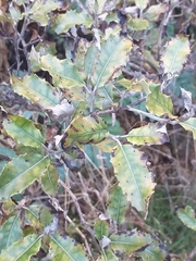 Olearia × macrodonta