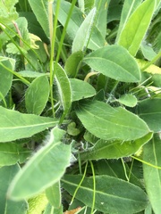 Pilosella aurantiaca