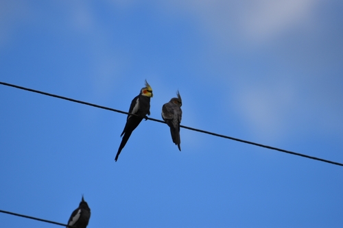 Cockatiel