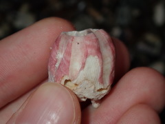 Megabalanus coccopoma