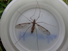 Leptotarsus cubitalis