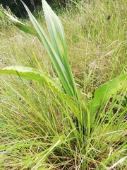 Hypoxis colchicifolia