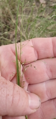 Eragrostis leptostachya