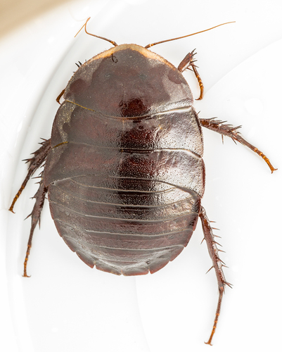 Egyptian Cockroach