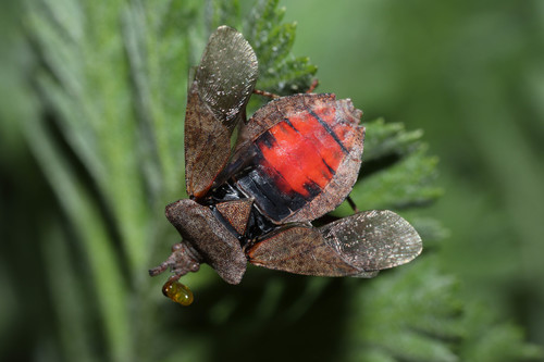 Arkliarūgštinė kampuotblakė nuotrauka