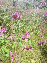Syncolostemon rotundifolius