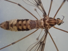 Leptotarsus cubitalis