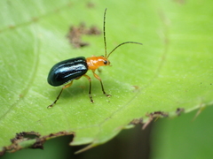 Paragetocera involuta