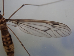 Leptotarsus cubitalis