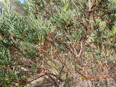 Acacia uncifolia