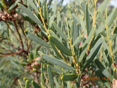 Acacia uncifolia
