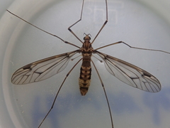 Leptotarsus cubitalis
