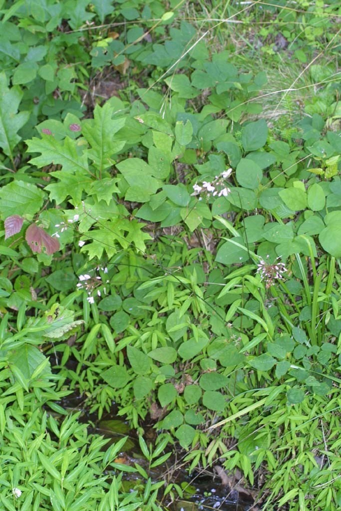 Nakedflower Ticktrefoil Clay Hill Memorial Forest Plants Feather Creek Inaturalist