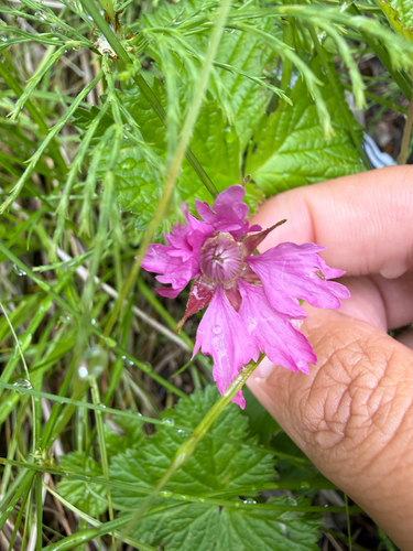 Arctic raspberry