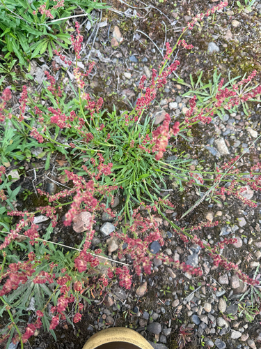 Sheep's sorrel